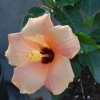 Hibiscus rosa-sinensis